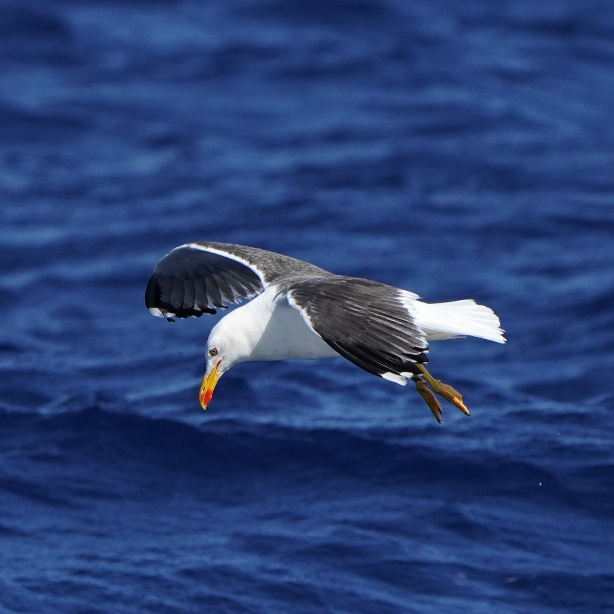 Lesser Black-backed Gull - ML475073741