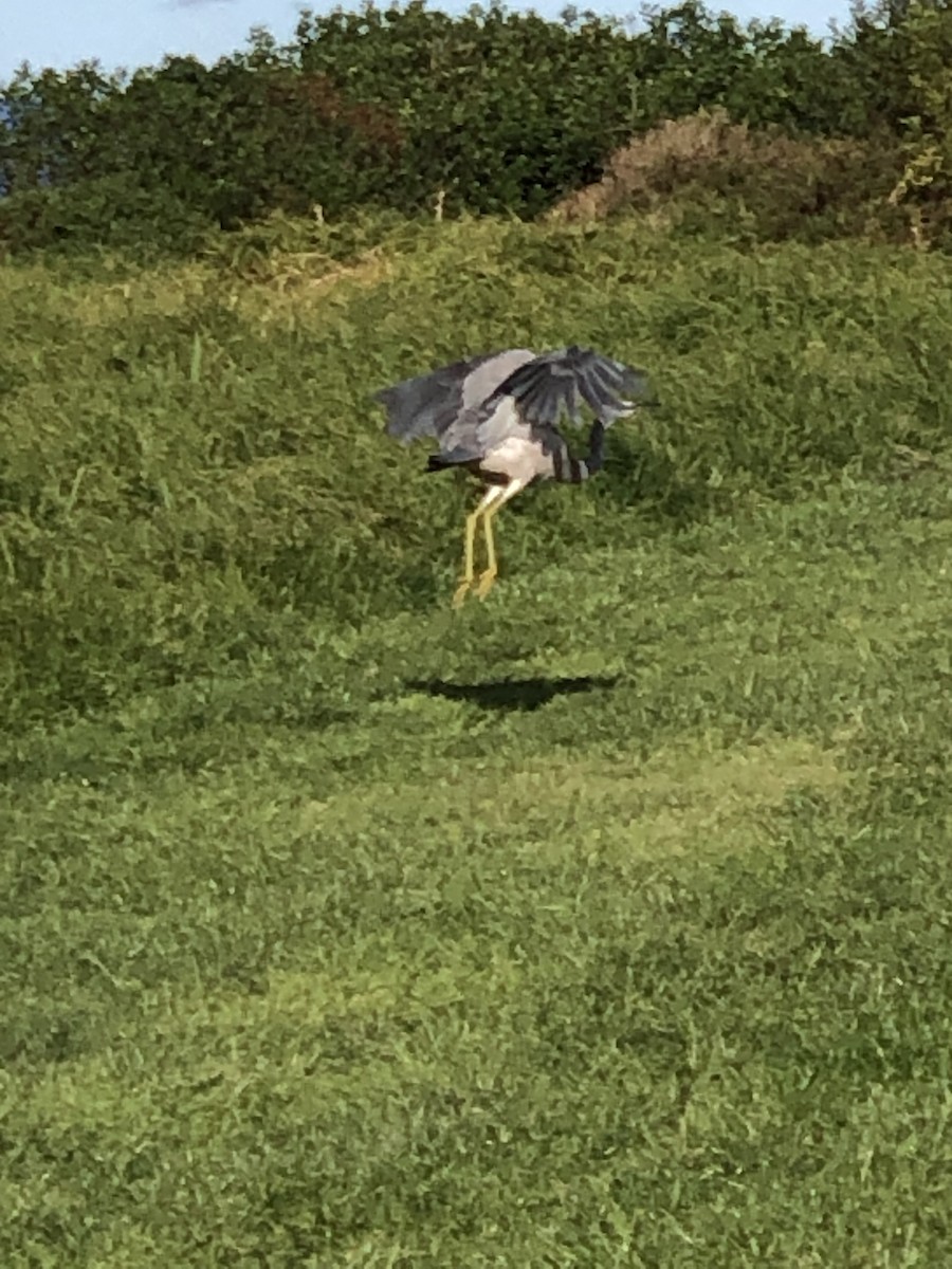 White-faced Heron - Ian Nicholson