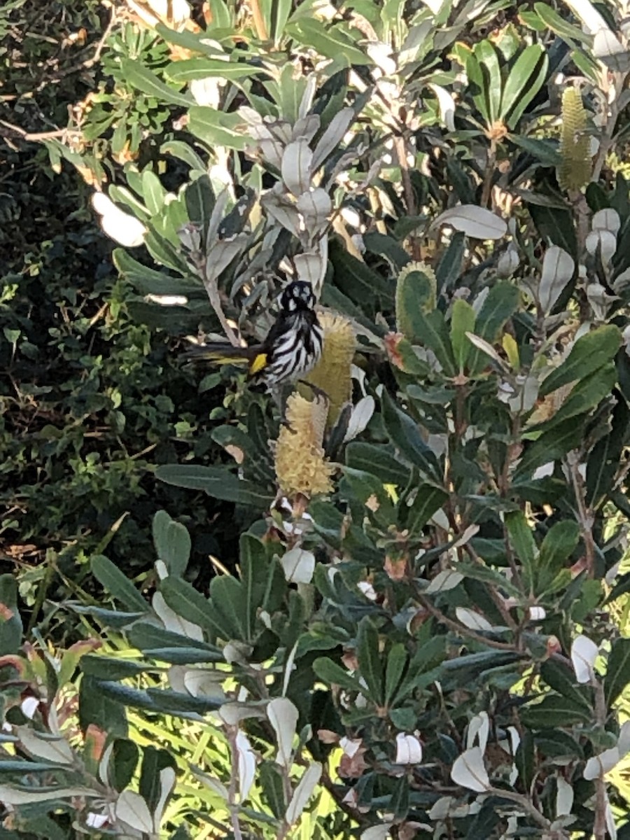 New Holland Honeyeater - ML475074151