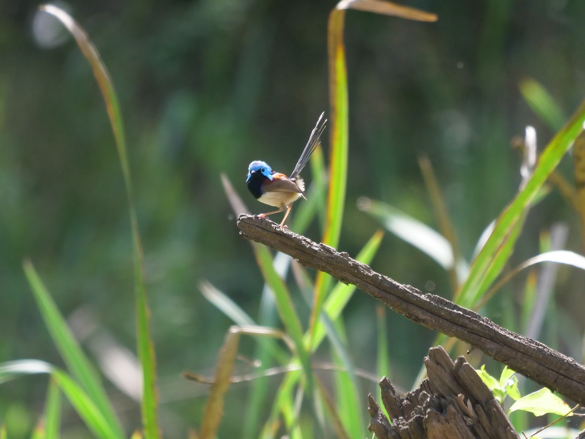 Variegated Fairywren - ML475076231