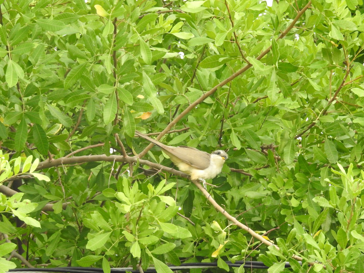 Mangrovekuckuck - ML475076351