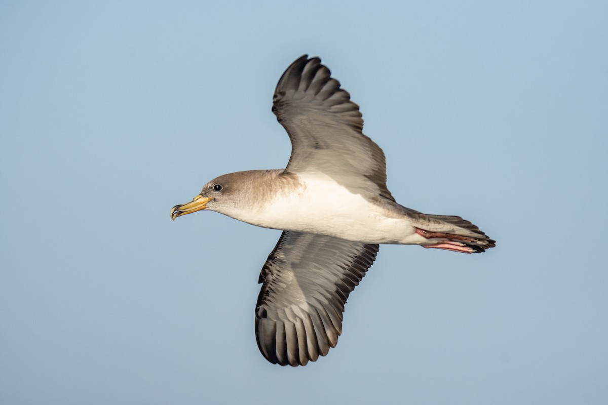 Cory's Shearwater - ML475077311