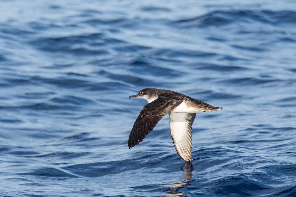 Yelkouan Shearwater - ML475077371