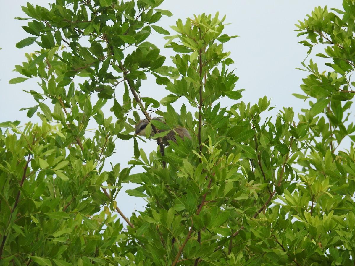 kukačka mangrovová - ML475077971