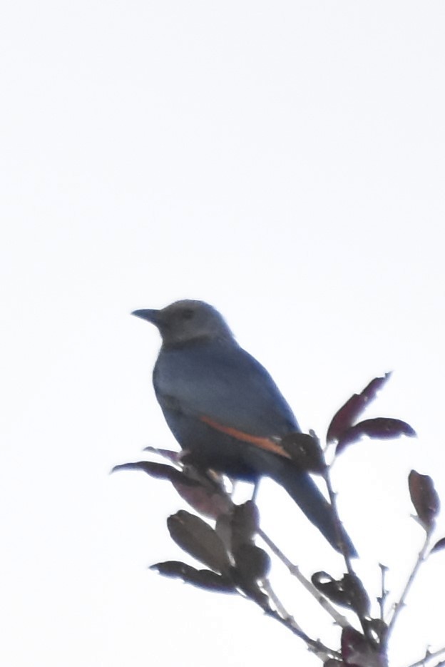 rødvingestær - ML475078811