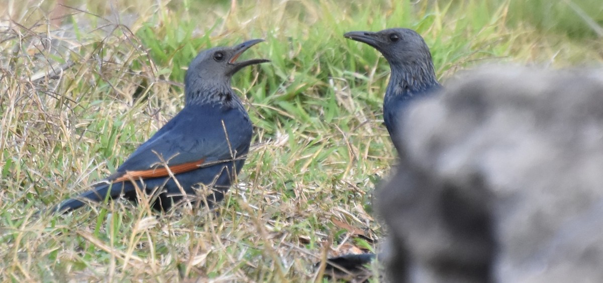 rødvingestær - ML475078821