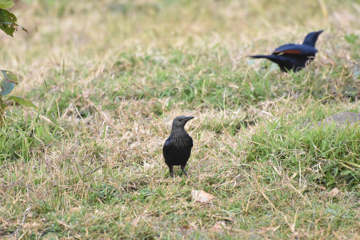 rødvingestær - ML475078831