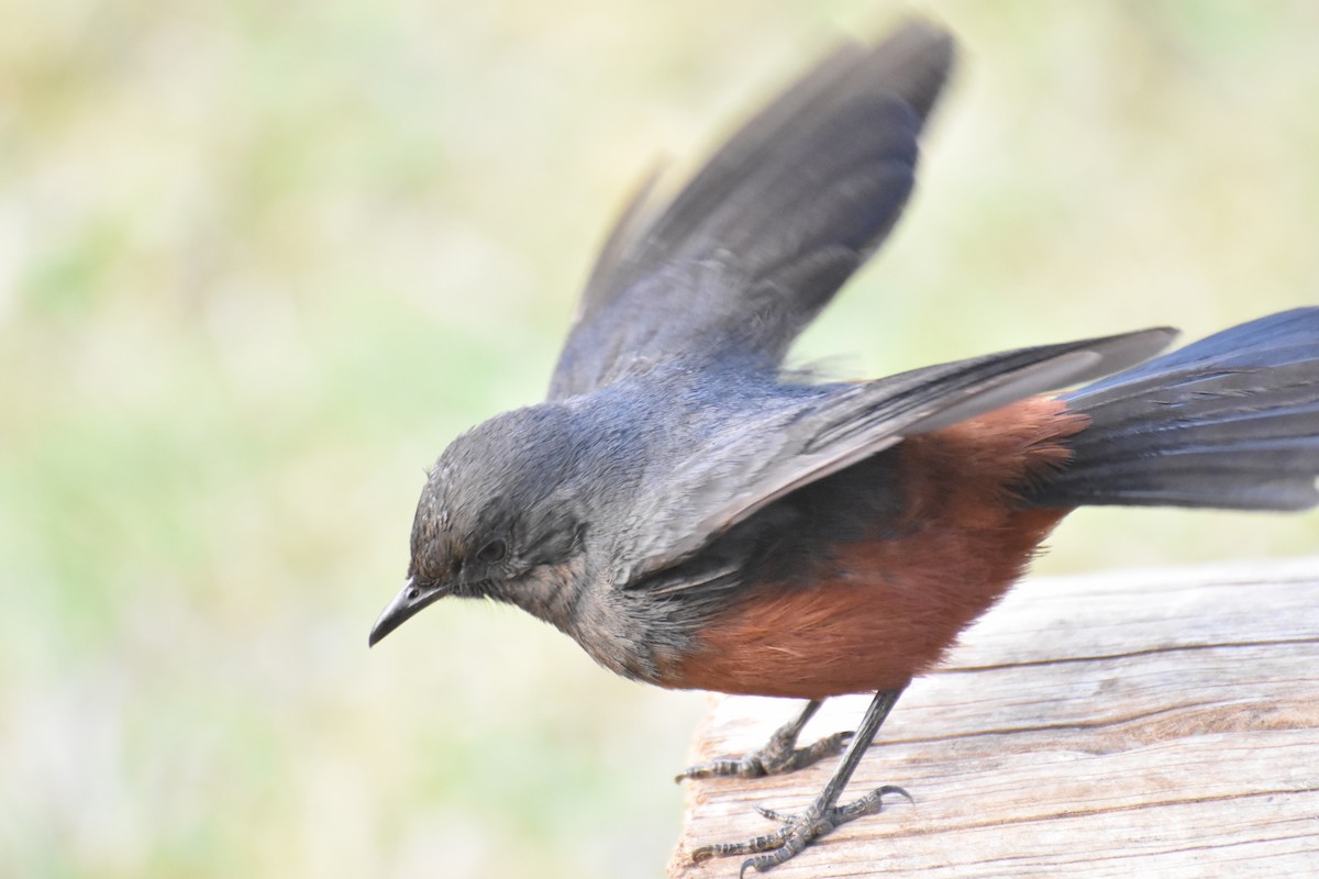 sangklippeskvett - ML475078851