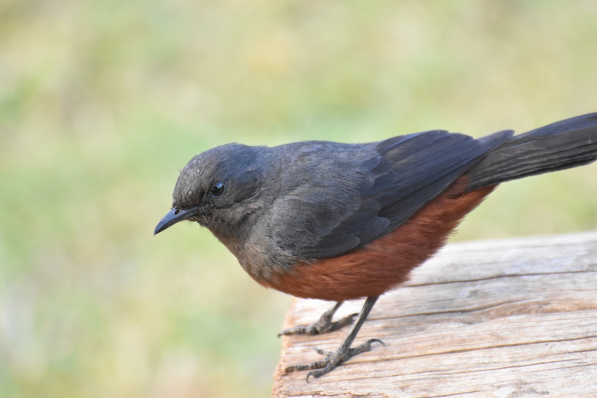 sangklippeskvett - ML475078911