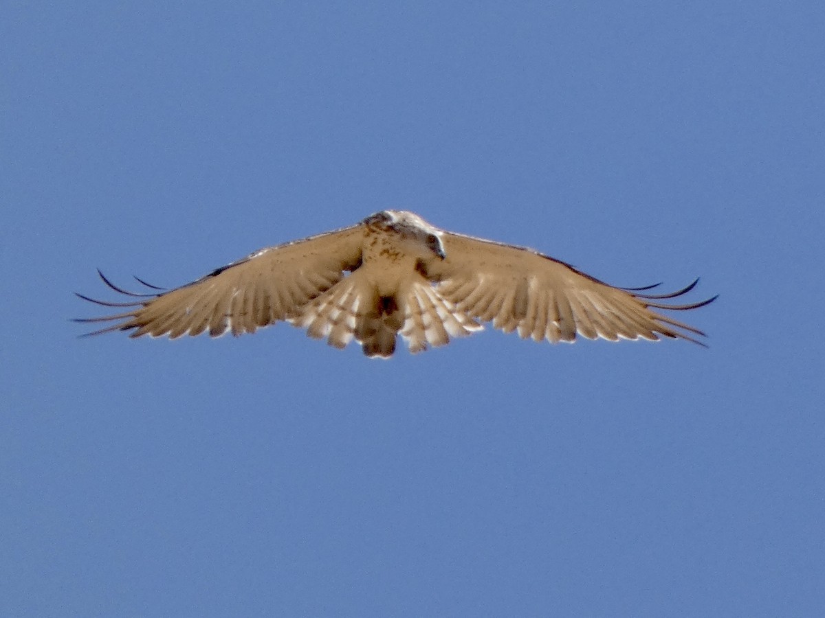 Short-toed Snake-Eagle - ML475079751