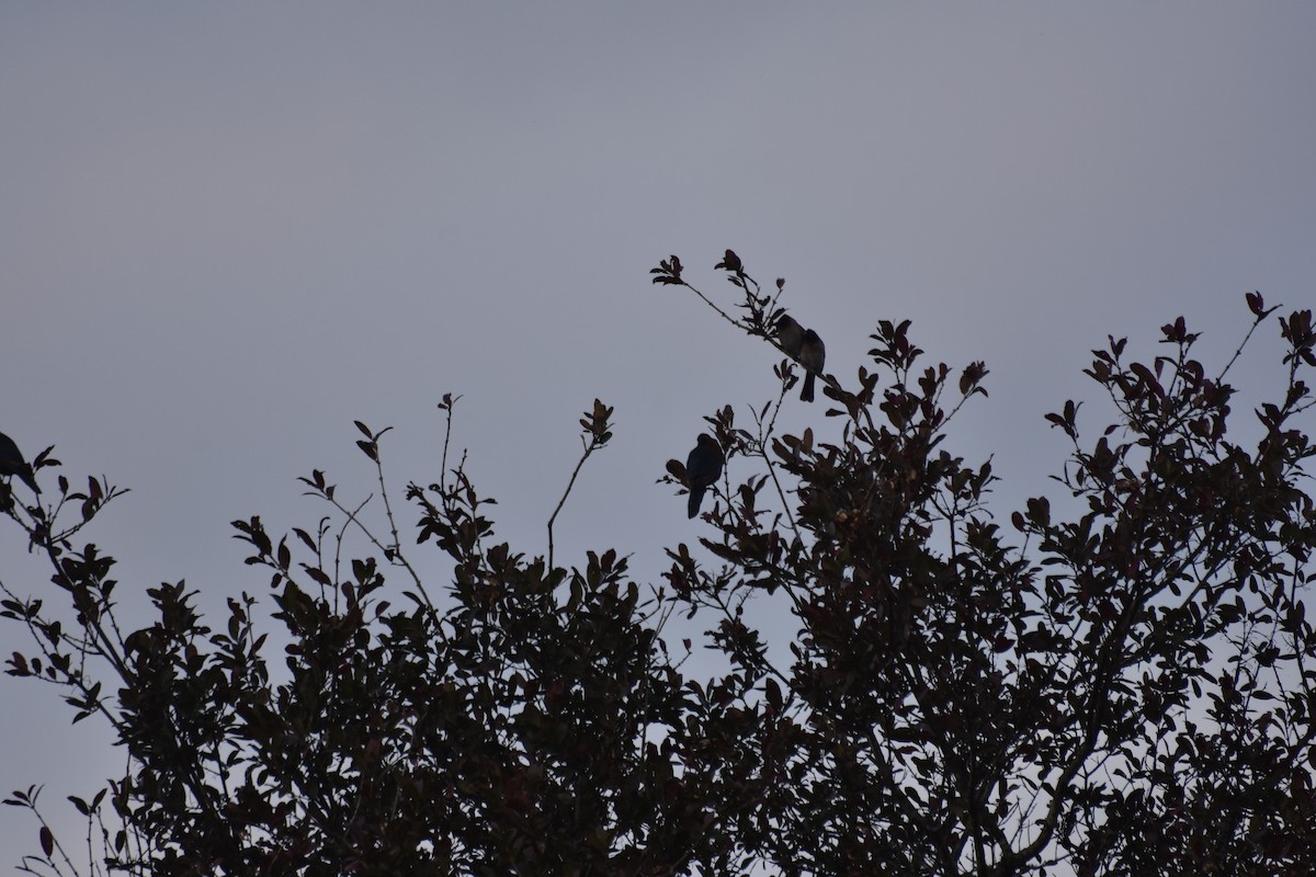 hagebylbyl - ML475079791