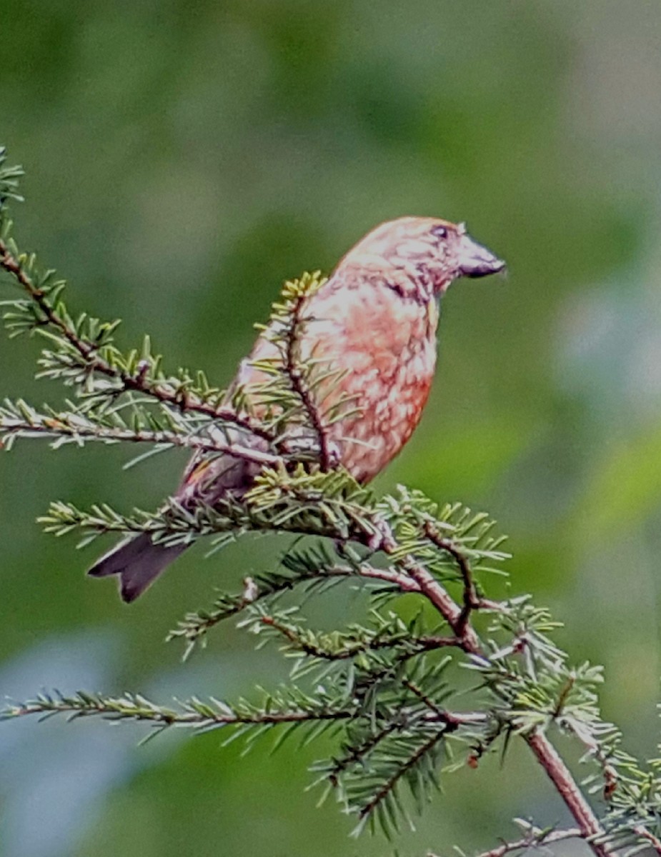 Red Crossbill - Ritch Lilly