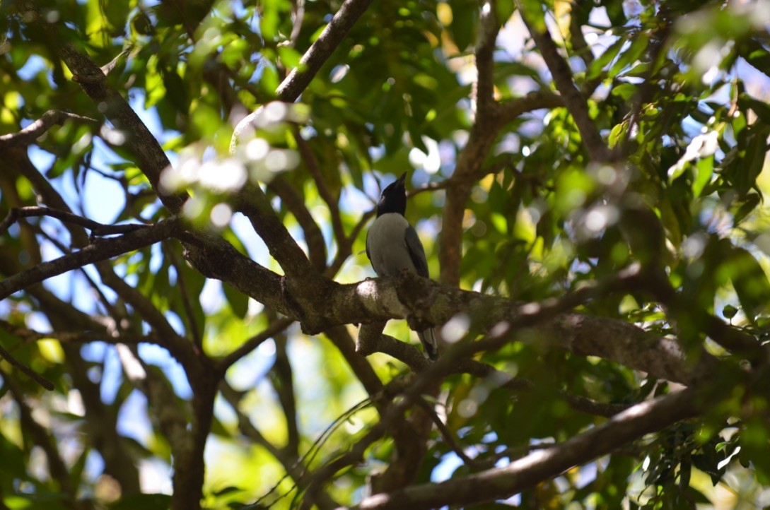 Madagascar Cuckooshrike - amy pickering