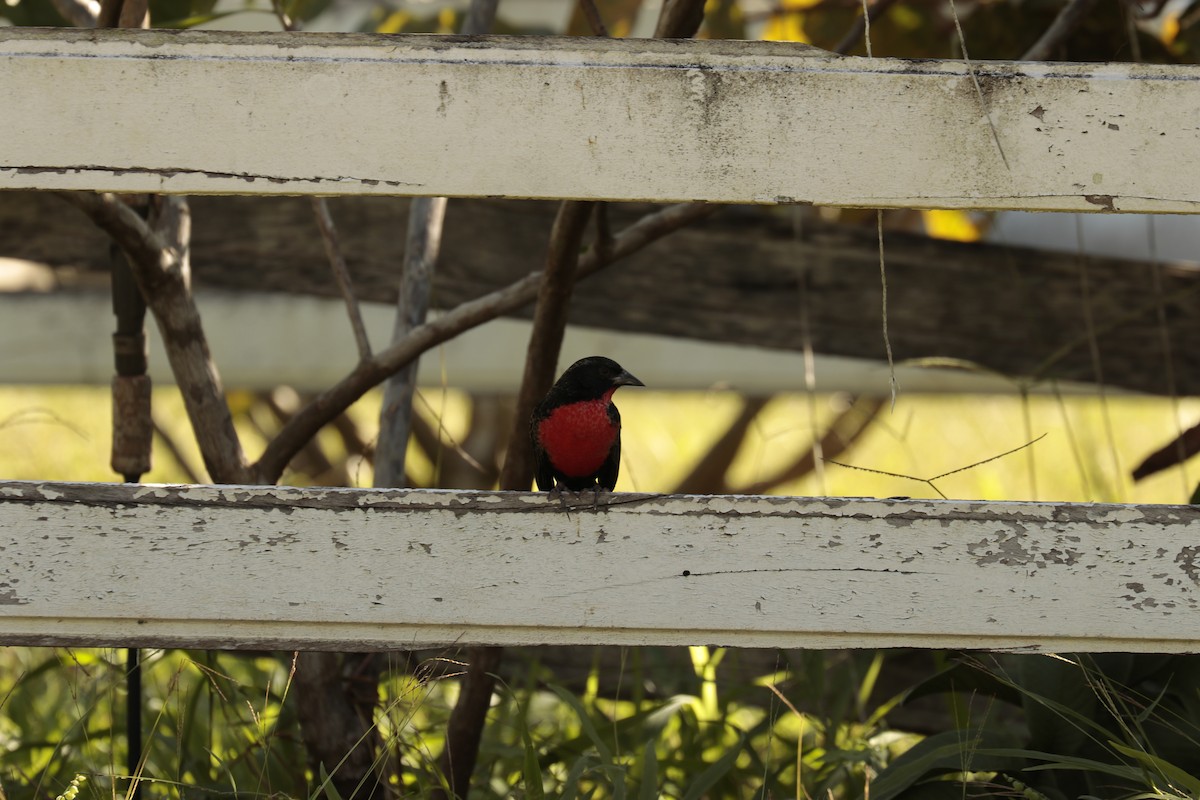 Red-breasted Meadowlark - ML475081751