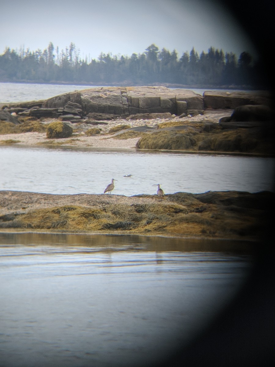 Whimbrel - Nathaniel Sharp