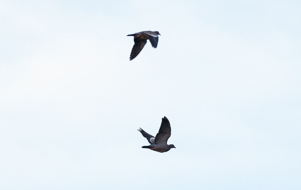 Picazuro Pigeon - ML475082511