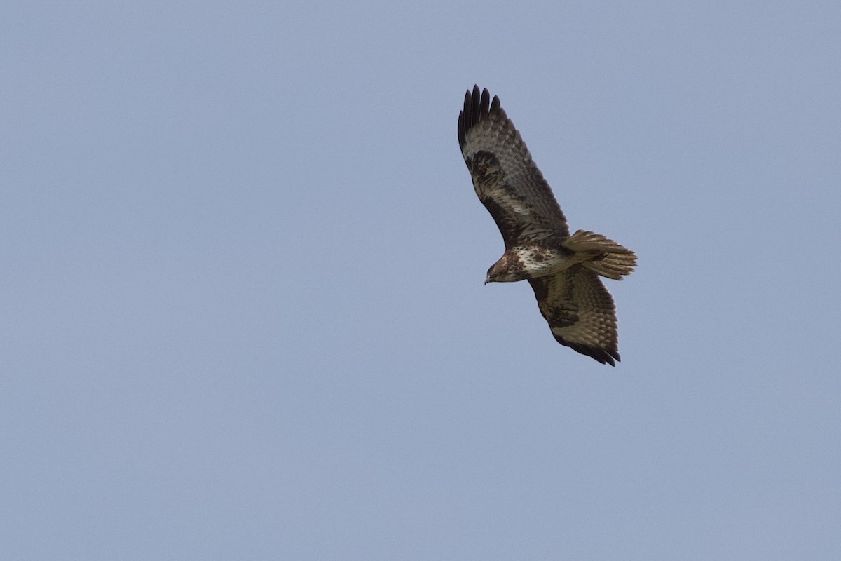 Common Buzzard (Canary Is.) - Alberto Aguiar Álamo