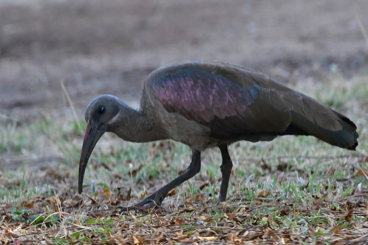 Ibis Hadada - ML475084741