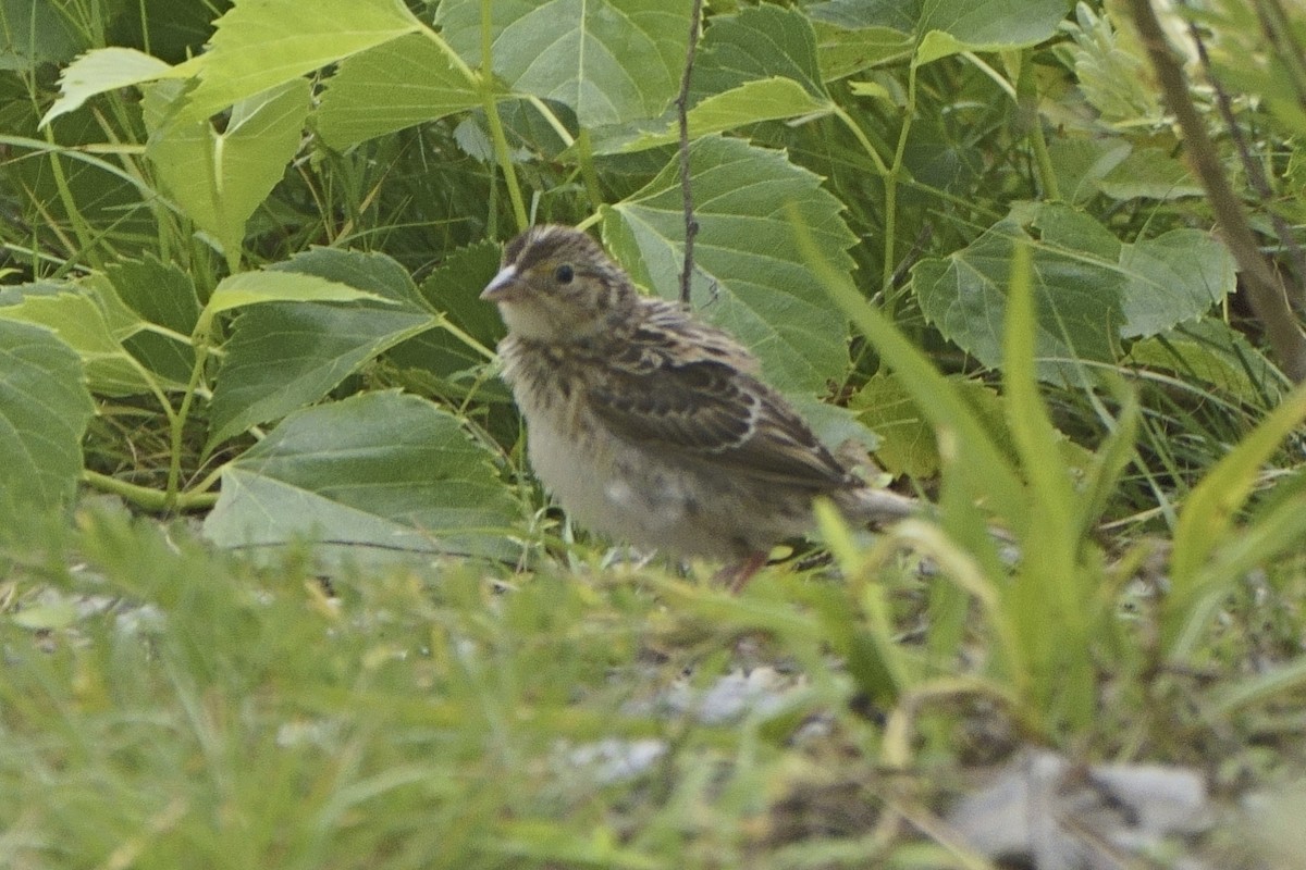 Grasshopper Sparrow - ML475086711