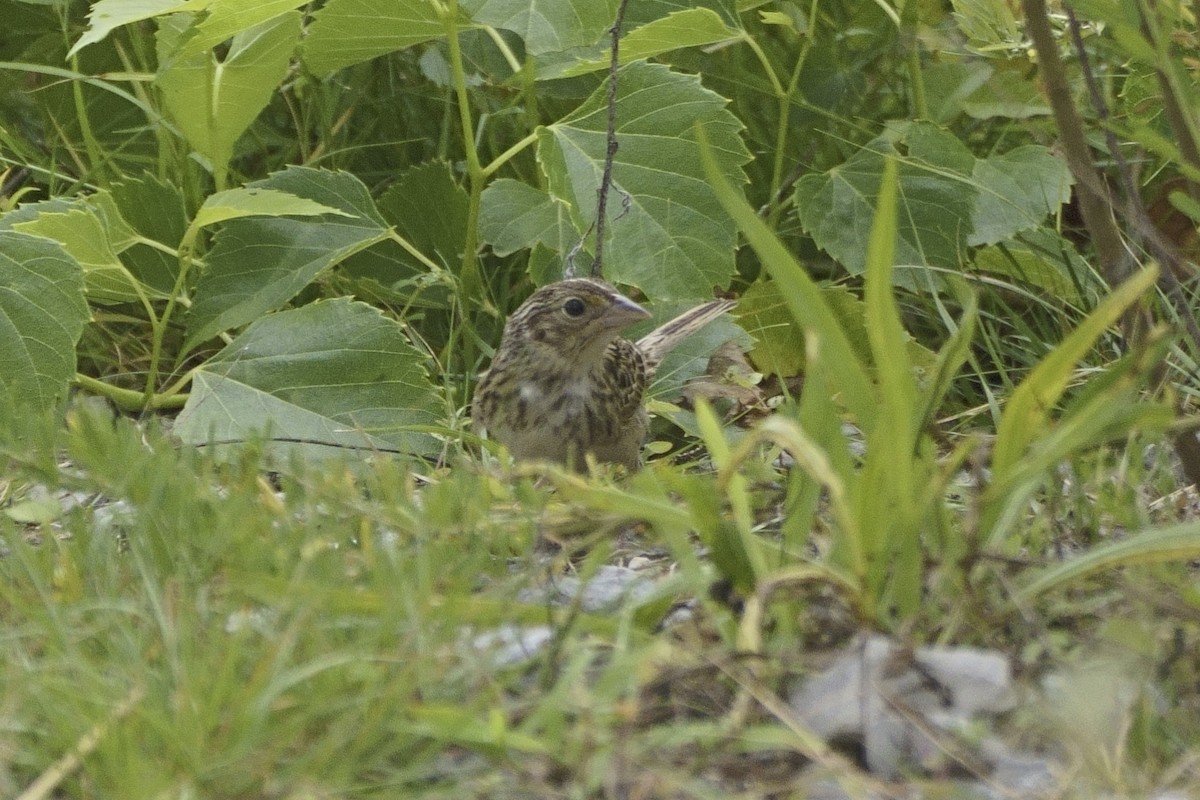 Grasshopper Sparrow - ML475086731