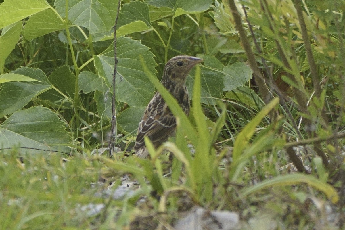 Grasshopper Sparrow - ML475086741