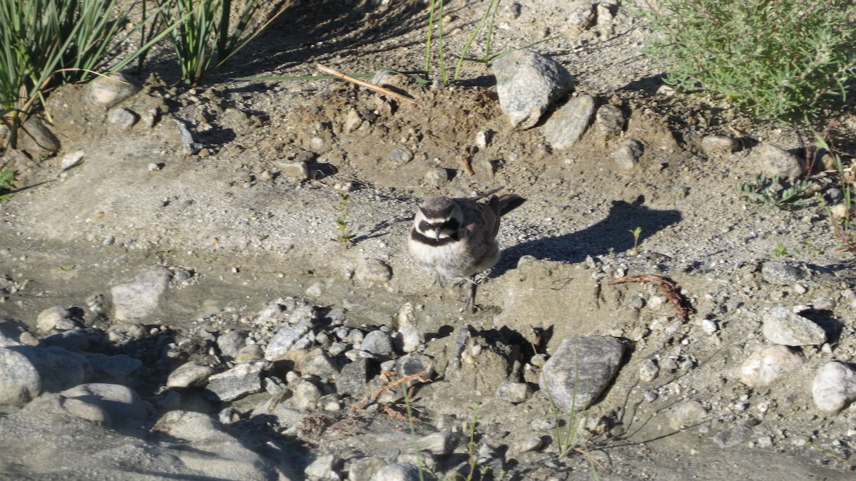 Horned Lark - ML475088321