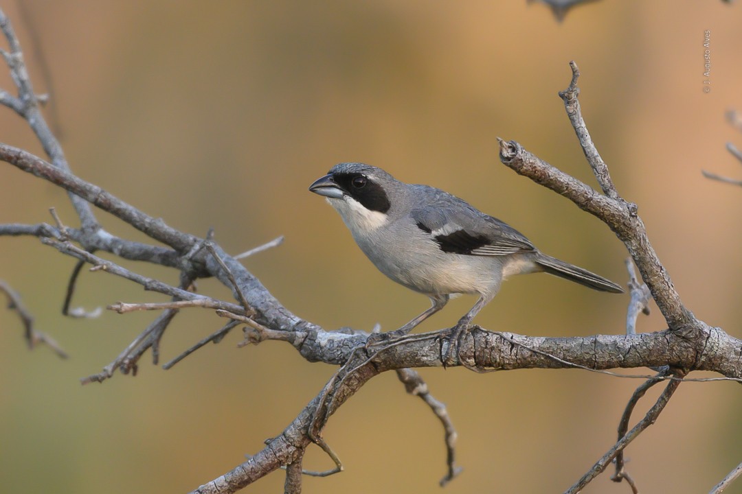 White-banded Tanager - ML475088551