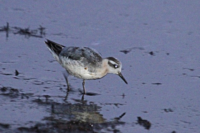 Red Phalarope - ML47508911