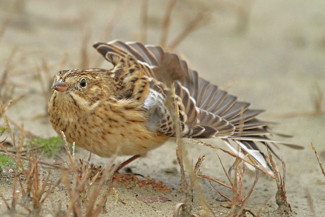 Smith's Longspur - Jeffrey Offermann