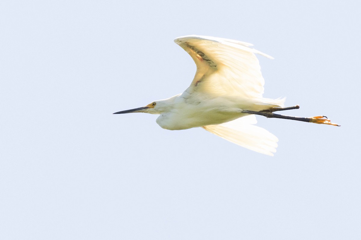 volavka bělostná - ML475092341