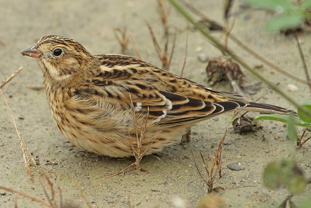 Smith's Longspur - Jeffrey Offermann