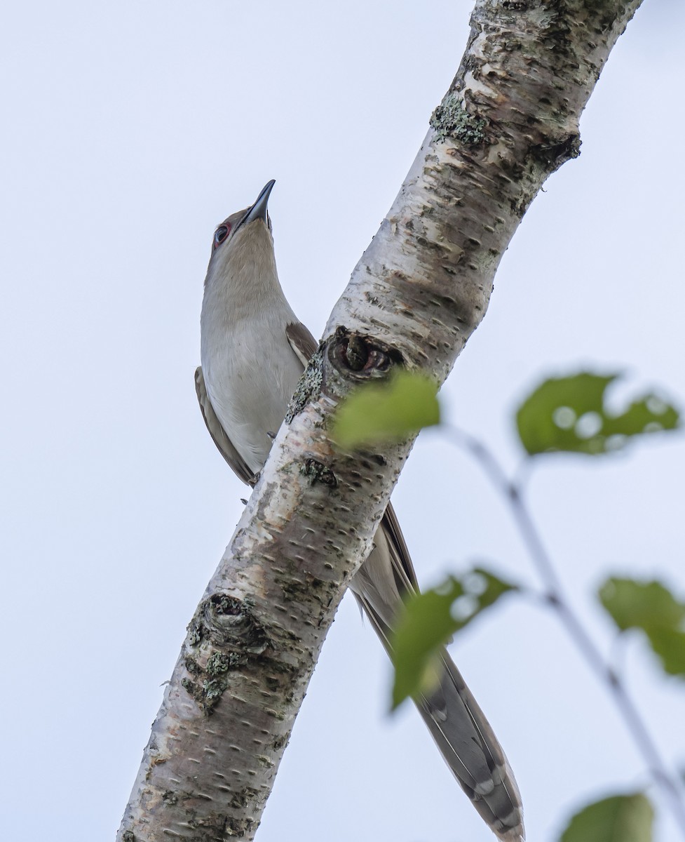 Black-billed Cuckoo - ML475092941