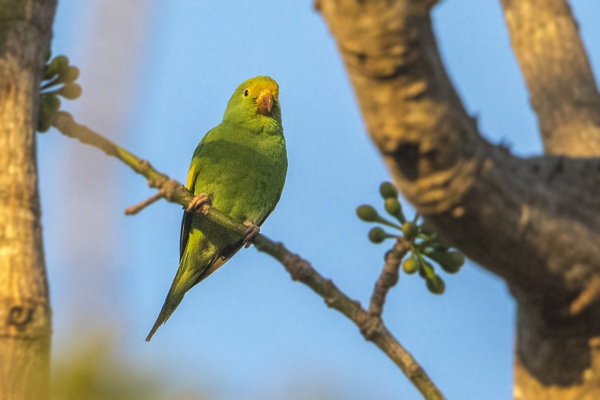 Psittaciformes sp. (parakeet sp.) - ML47509311