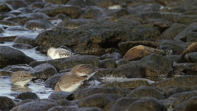 Dunlin - ML475094