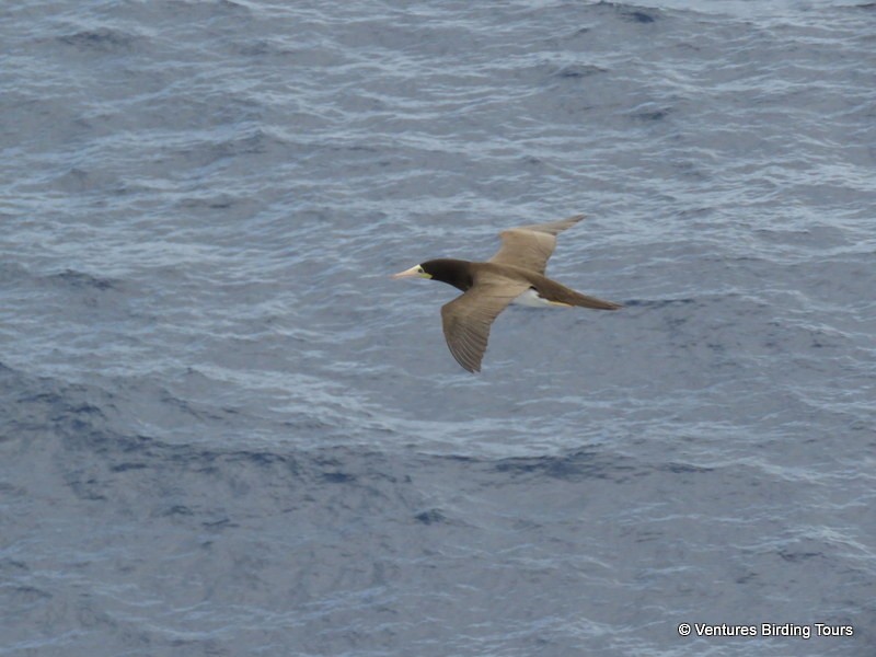 Brown Booby - Simon RB Thompson