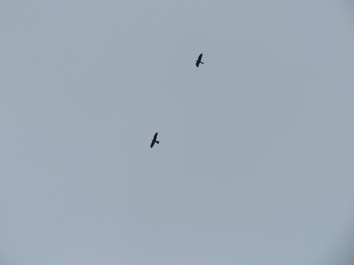 Mississippi Kite - ML475094581