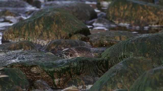 Purple Sandpiper - ML475096