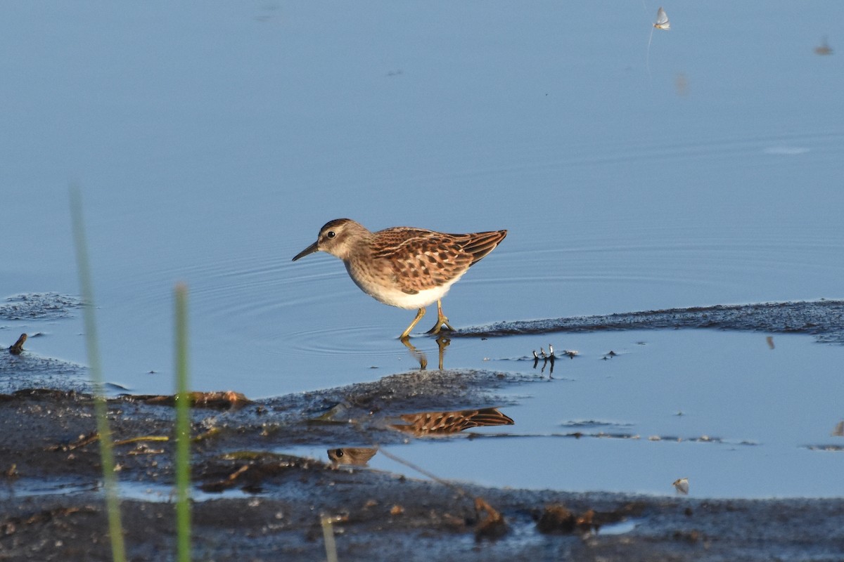 Least Sandpiper - ML475096031