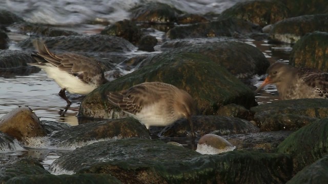 Bécasseau variable - ML475097