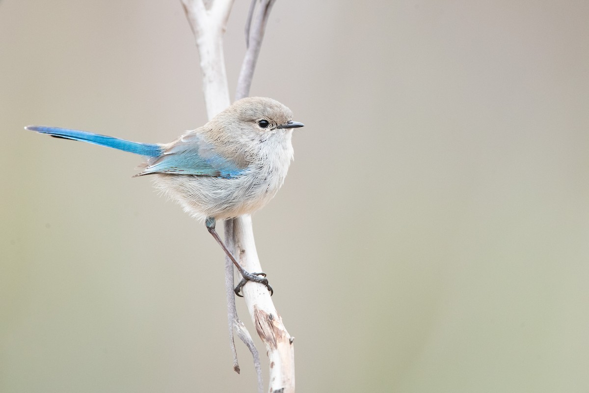 Splendid Fairywren - Chris Murray