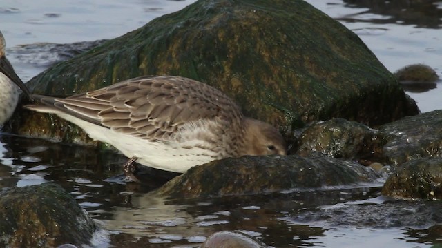 Dunlin - ML475099