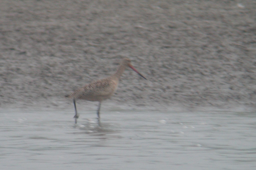 Marbled Godwit - William Hull