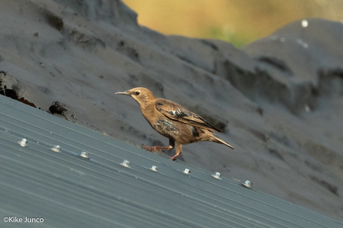 Spotless Starling - Kike Junco