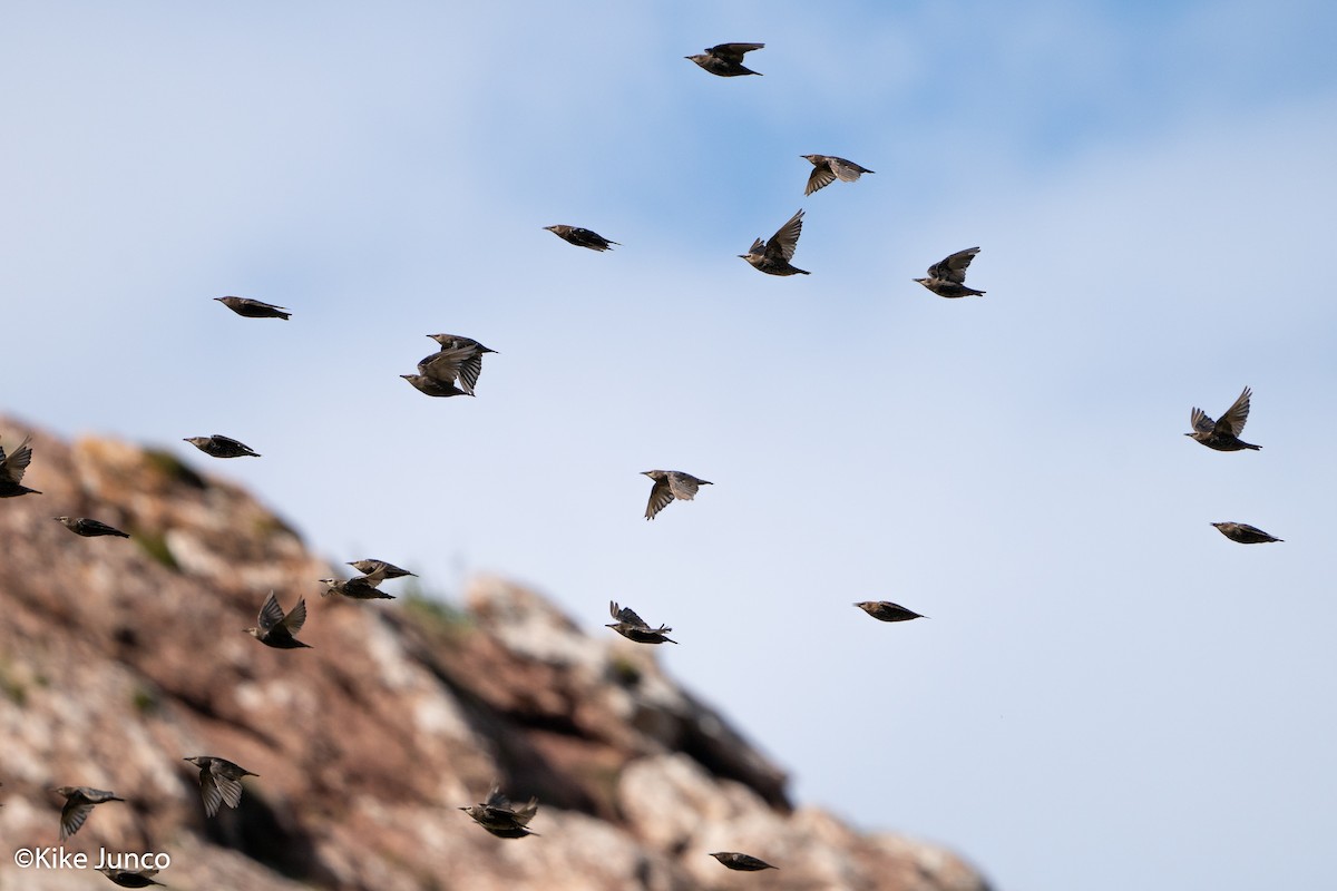 Spotless Starling - Kike Junco