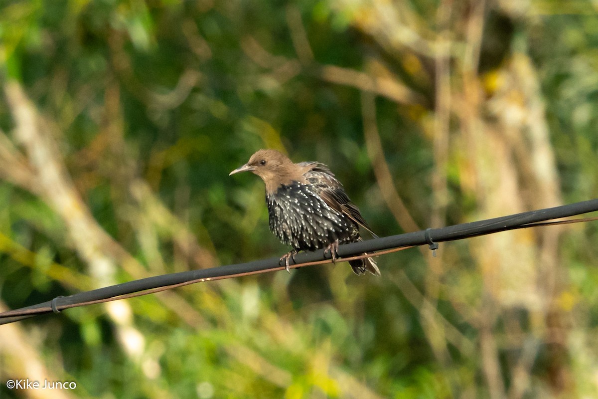 Spotless Starling - ML475100381