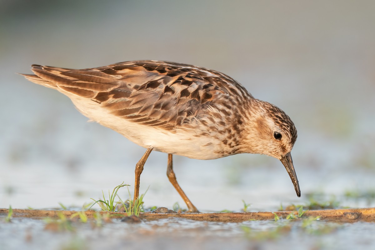 Least Sandpiper - ML475101741