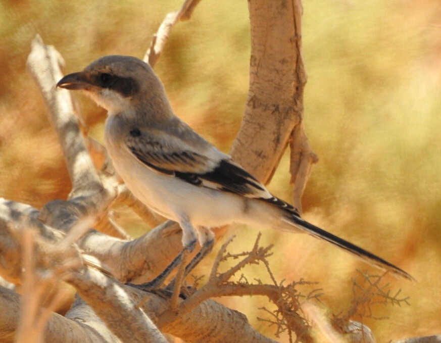 Great Gray Shrike - ML475101791