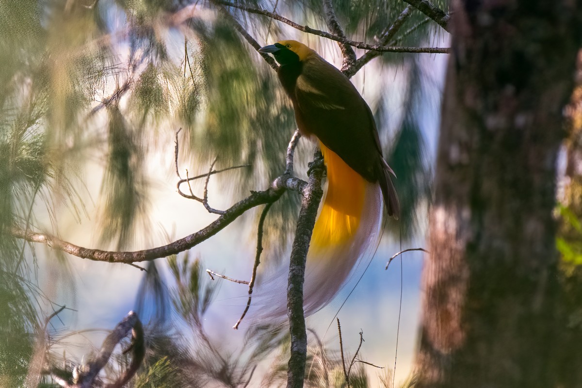 Lesser Bird-of-Paradise - ML475102501