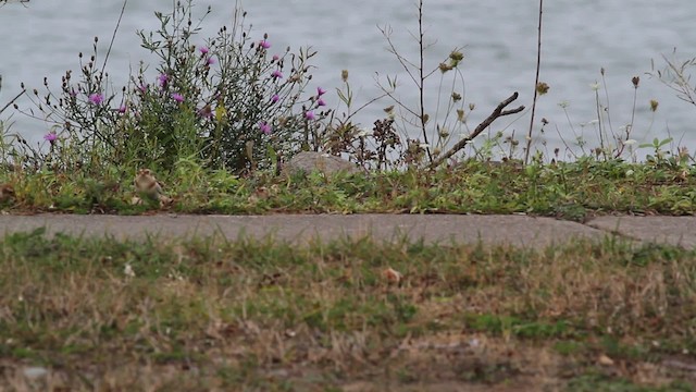 Snow Bunting - ML475104