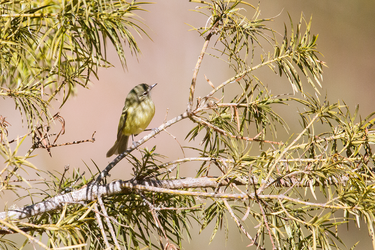 Mottle-cheeked Tyrannulet - ML475104391